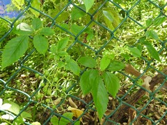 Causonis japonica