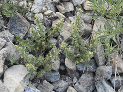 Galium glabrescens
