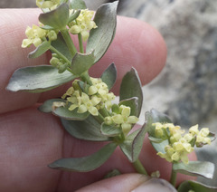 Galium glabrescens