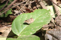 Bolla clytius