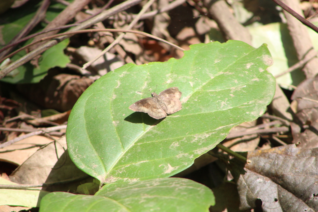 Mottled Bolla