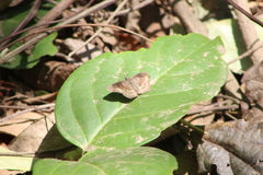 Bolla clytius