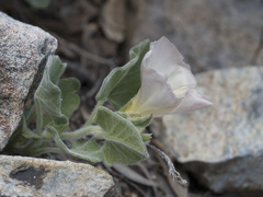 Calystegia malacophylla malacophylla