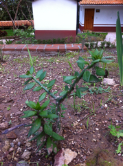 Pereskiopsis diguetii