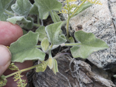 Calystegia malacophylla malacophylla