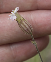 Silene grayi