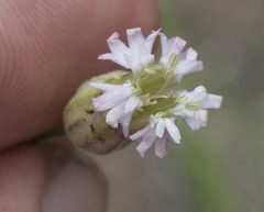 Silene grayi