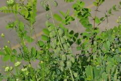 Baptisia alba macrophylla