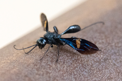 Pristaulacus fasciatus