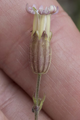 Silene grayi