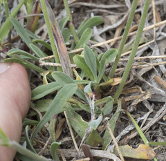 Silene grayi