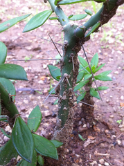 Pereskiopsis diguetii