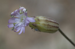 Silene grayi