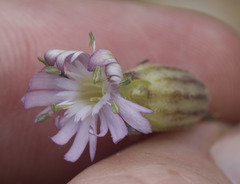 Silene grayi