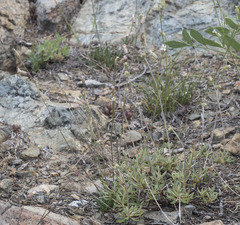 Silene grayi