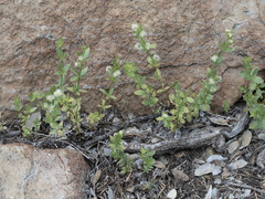 Galium glabrescens