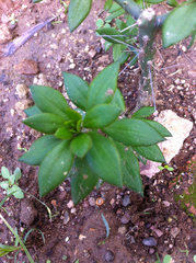 Pereskiopsis diguetii