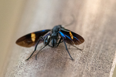 Pristaulacus fasciatus