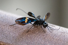 Pristaulacus fasciatus