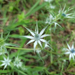 Eryngium heterophyllum