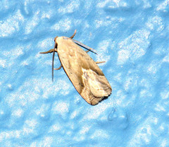 Micrathetis tecnion