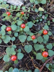 Nertera dichondrifolia