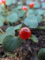 Nertera dichondrifolia