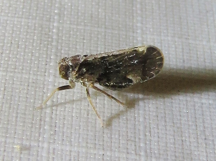 Monorachis sordulentus