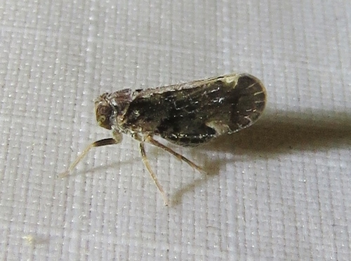 Monorachis sordulentus
