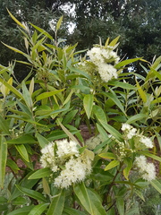 Backhousia citriodora