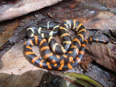 Oxyrhopus petolarius