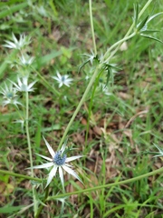 Eryngium heterophyllum