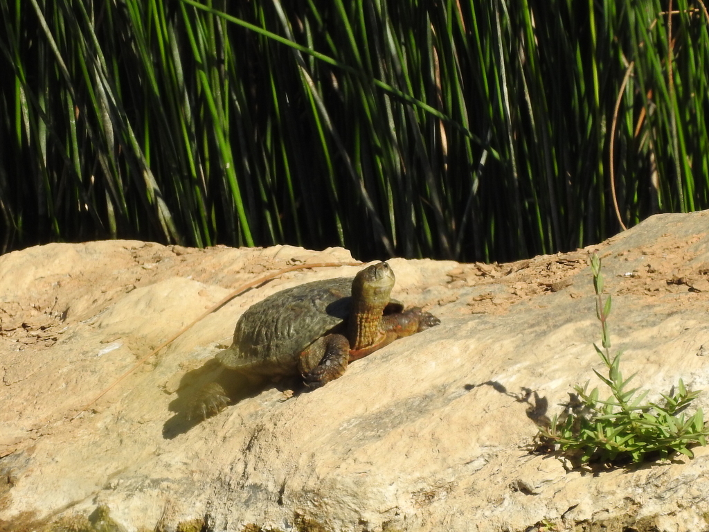 Mediterranean Pond Turtle