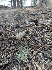 Viola pinetorum grisea