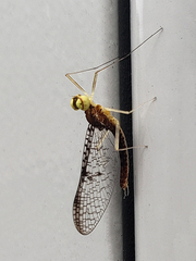 Leucrocuta umbratica