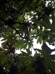 Tetrapanax