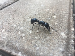 Ponerinae