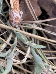 Viola pinetorum grisea