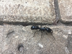 Ponerinae