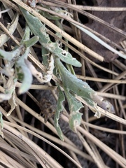 Viola pinetorum grisea