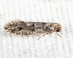 Niditinea orleansella