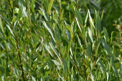Salix petiolaris