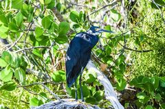 Egretta garzetta dimorpha