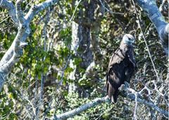 Haliaeetus vociferoides