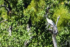 Threskiornis bernieri bernieri