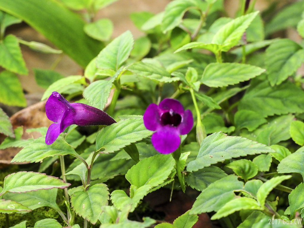 Schizotorenia atropurpurea (Schizotorenia atropurpurea)