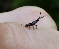 Taphroderini