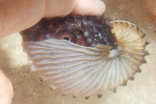 Noury's Argonaut