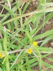 Melampodium sericeum