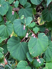 Begonia grandis